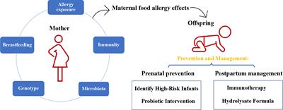 Maternal Influences and Intervention Strategies on the Development of Food Allergy in Offspring